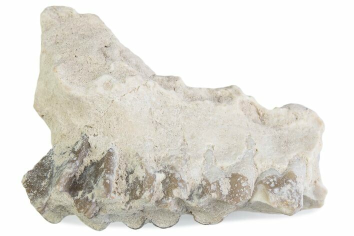 Fossil Oreodont (Merycoidodon) Jaw Section - South Dakota #375501